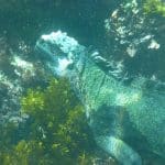 marine iguana, galapagos, diving, reptile, iguana, lizard, animal, nature, wildlife, ecuador, swimming